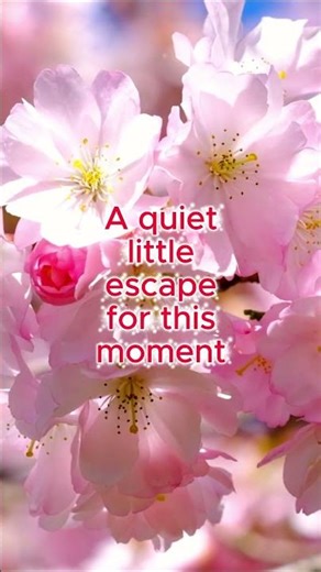 Spring Blossom Relaxation 🌸