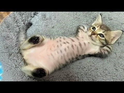 10 Minutes of Cute & Funny Kittens That Will Brighten Your Day 😹🐱💛