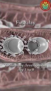 Twin_embryo_development_process from_first 1_day_to 9_days👶//Twins_Embryo_Development_In human_body