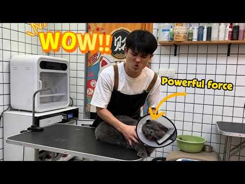 Why does this cat explode at every touch?