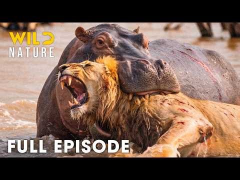 LION VS HIPPO | Zambia’s Deadliest Fights For Survival (Full Episode) | Wild Animals
