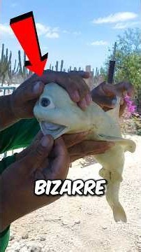 5 BIZARRE Animals That Look TOO UNREAL to Exist! 😱🐍