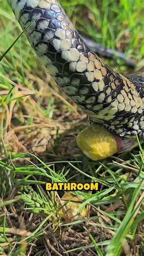 Why Snakes Explode (Rare Footage) #shorts