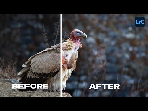 Complete Bird Photography Editing Workflow in Adobe Lightroom Classic – EP2 | Himalayan Griffon