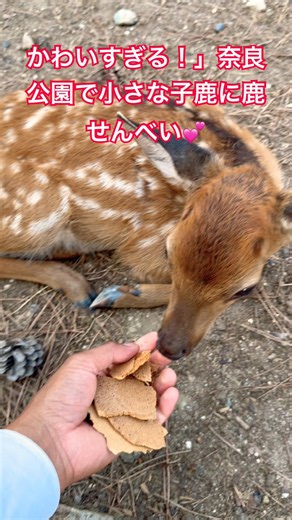 かわいすぎる！」奈良公園で小さな子鹿に鹿せんべい💕 #narapark