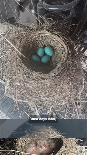 Robin’s nest takes over Ford truck