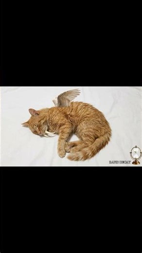 What Happens During Decomposition? #science #experiment #decomposition #shortvideo #slowmotion