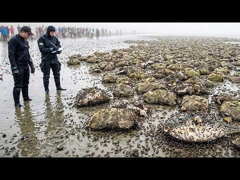 Australia Used a Tiny Predator to Hunt Its Worst Invader — What Happened Next Shocked Everyone