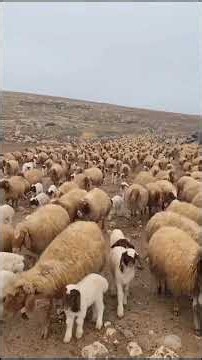 Satisfying Livestock Herding | Village Life 🌾 #shorts #nature