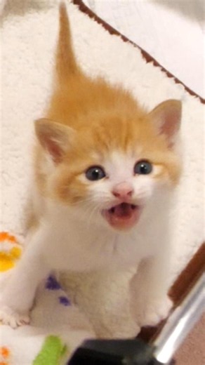「抱っこ！」と叫ぶ子猫②【赤ちゃん猫 保護猫】 #kitten #子ネコ #gatto #cat #好きな子猫 #cute #meow #子猫 #エウレカねこ部 #保護猫