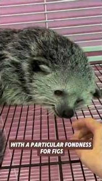 Super cute｜What Is a Binturong? The Bearcat That Smells Like Popcorn #cuteanimals#binturong