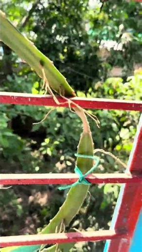 🌿 Fruit Garden in a Small Space! Plant Mango, Olive, and Various Fruit Trees Right Behind Your Ho...