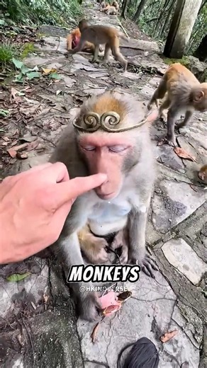 The Monkey That Helped Remove Every Thorn