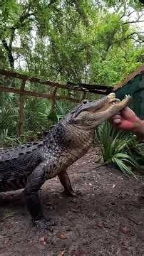 Broken jaw alligator