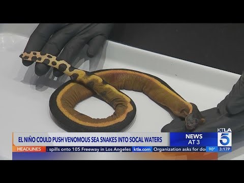 El Niño could push venomous sea snakes into Southern California waters