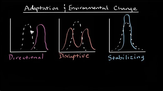 Adaptation and environmental change