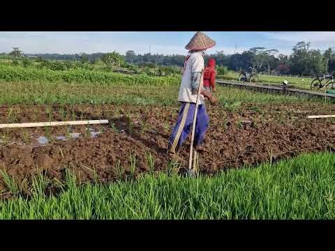 UNBELIEVABLE TECHNIQUE! HARVEST RICE SEEDLINGS IN MINUTES!-agriculture farming