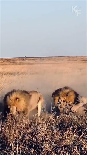Warthogs' Desperate Race for Survival #wildlife #lions #nature