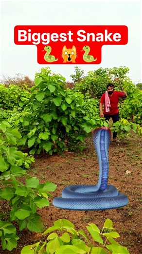 World’s Biggest Snake Ever Found 🐍 | Giant Anaconda Attack in Forest | Real Wildlife Video #wildlife