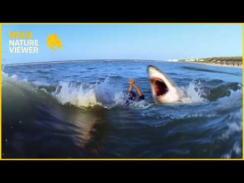 93 Most DANGEROUS Shark Encounters Caught on Camera | Animal Attacks #79