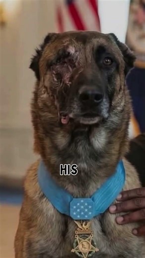 “This War Dog Saved Dozens of Soldiers 🇺🇸🐕”