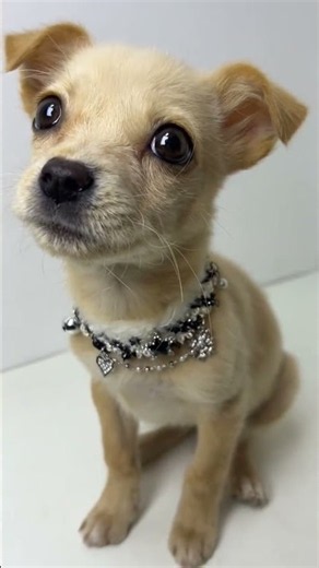 The Most Lovely Puppies Look so Beautiful #pets #puppy #animals #cute #cutepup #chiweenie #pawfect