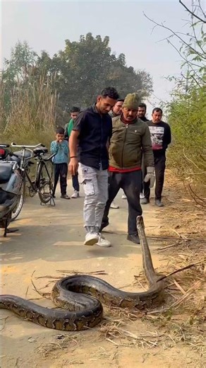 Big Size Rock Python Rescue 😱#snake #python #wildlife @chitransh_Bhai2.0 #shorts