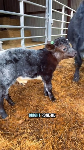Kicking the 2 newest calves to the bigger pasture!🐮💙🖤 | Katie Van Slyke