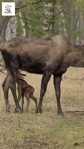 Mommy Moose and Baby Calf's Woodland Adventure! #wildlife #nature #animals