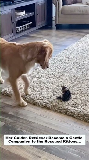 Her Golden Retriever Became a Gentle Companion to the Rescued Kittens...