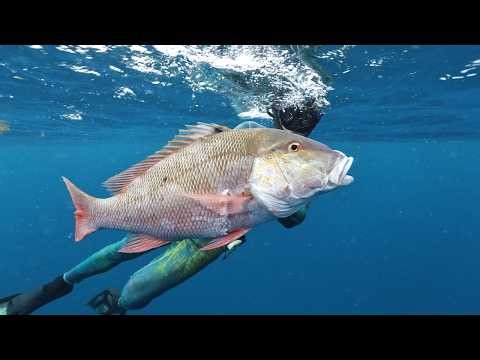 Spearfishing BIG Mutton Snapper and Black Grouper in the Florida Keys