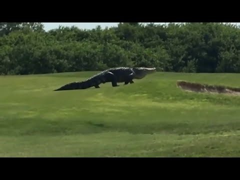 Officials warn of increased gator activity