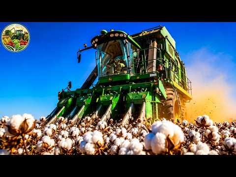 Inside America’s Cotton Industry From Massive Harvests to Textile Manufacturing