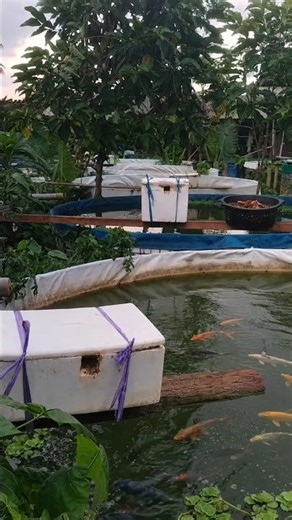 Why Are These Boxes Hanging Above Fish Ponds In Indonesia? By Shiksha SQUARE