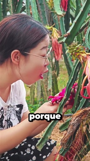 #fruta #pitaia #plantas #cultivo