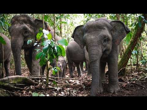 Jungles Of Asia : Survival in the Heart of the Wilderness