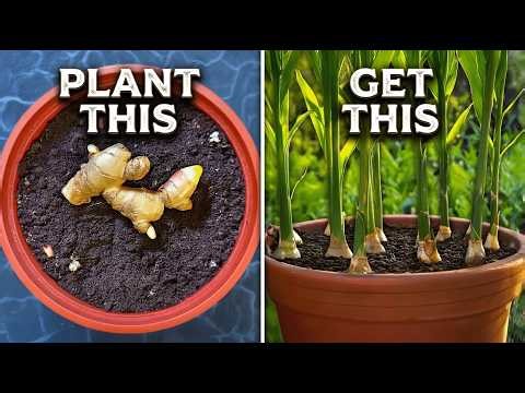 How to Grow Ginger in Containers And Get a Huge Harvest