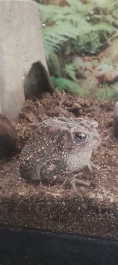 Houston toad at the Houston Zoo