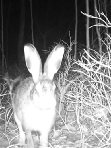 Lepoussy #wildlife #hare #nature #trailcam #animals #rabbit #hunting #waldbaden #wald #hasen #wood