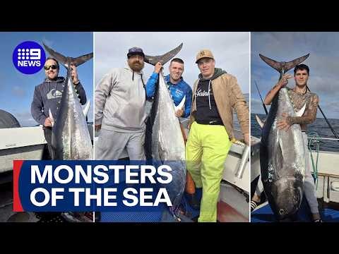Eight monster bluefin tuna have been caught by local fishermen | 9 News Australia