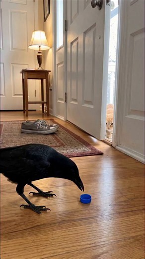 Crows love pushing and sliding small objects back and forth to sharpen their timing and reflexes https://t.co/s9vq0mwu5p