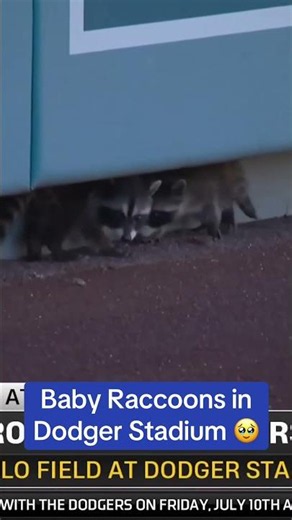 Baby raccoons getting a field view of the Dodgers game ☺️🦝