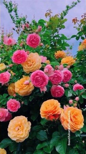 “Spring Rose Garden Tour 🌸 | Most Beautiful Flowers 4K”