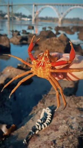 I Plucked a Huge Crab! 😱 #animals #nature #shorts
