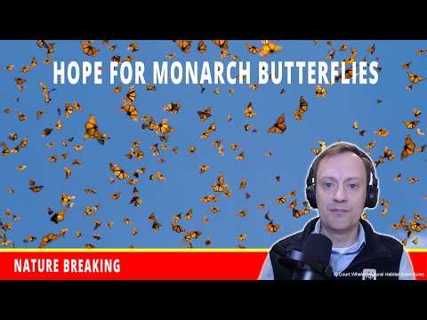 Hope for Monarch Butterflies: New WWF Report Finds 64% Increase