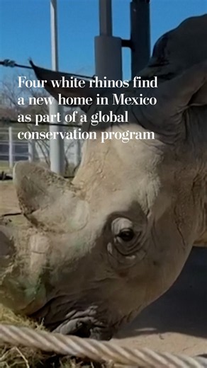 Four white rhinos have been relocated to Guadalajara, Mexico, as part of conservation efforts led by the European Association of Zoos and Aquaria. They will remain in quarantine before being exhibited to the public. https://t.co/SE8eNWLryf
