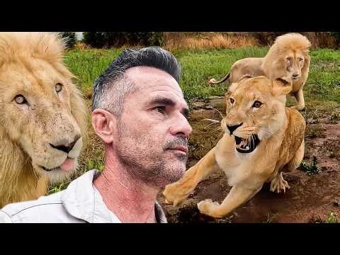 LION PRIDE Drama! Separate The LIONS? | The Lion Whisperer