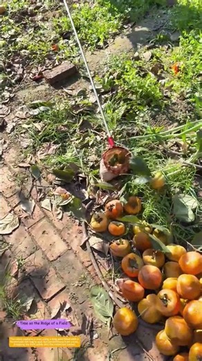How One Man Harvests Persimmons From the Ground