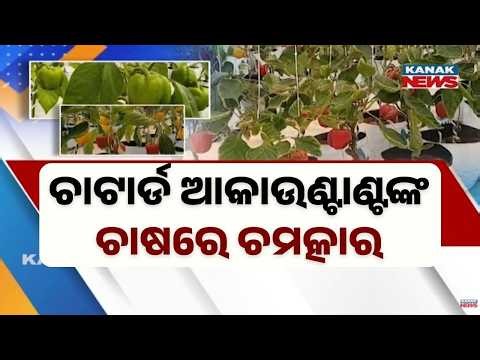 Bazaar Halchaal: From Office to Farm: Hydroponic Capsicum Farming Inspires Youth