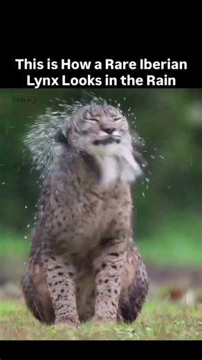 This Is How a RARE Iberian Lynx Looks in the Rain! 😍🌧️🐆